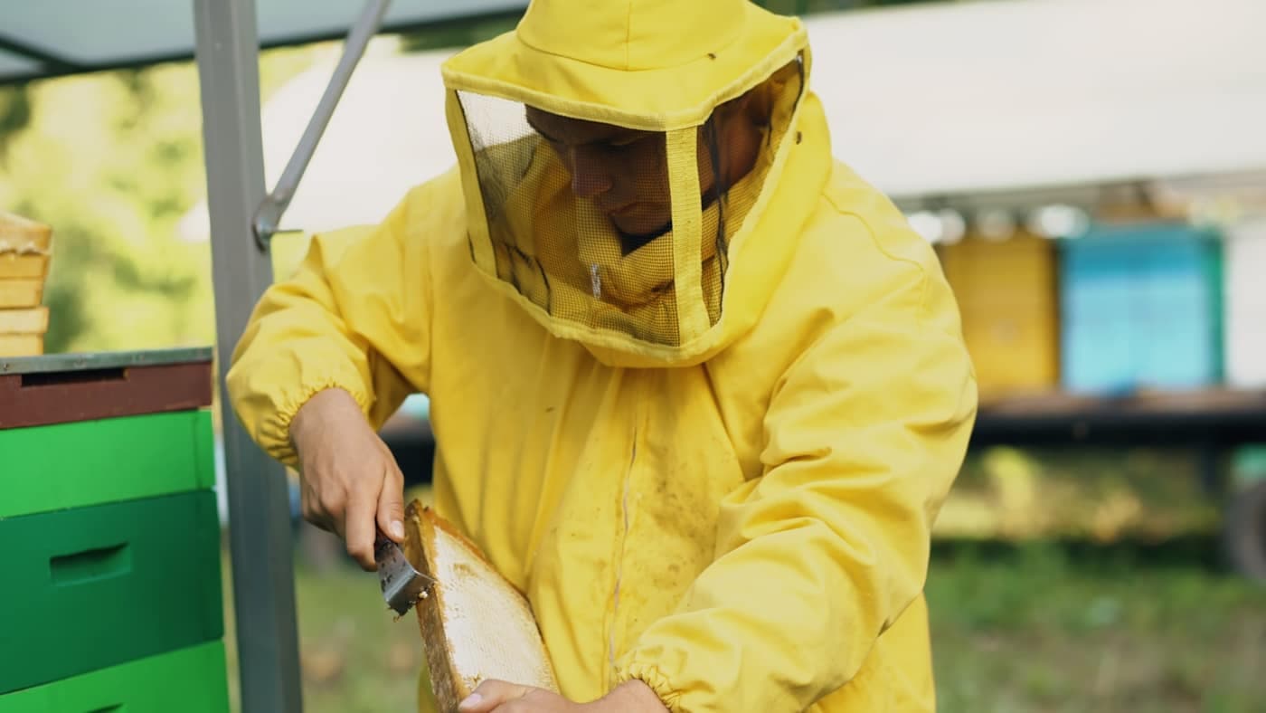 A beekeeper in a yellow protective suit and veil scraping a wooden honeycomb frame with a hive tool, beehive boxes beside him