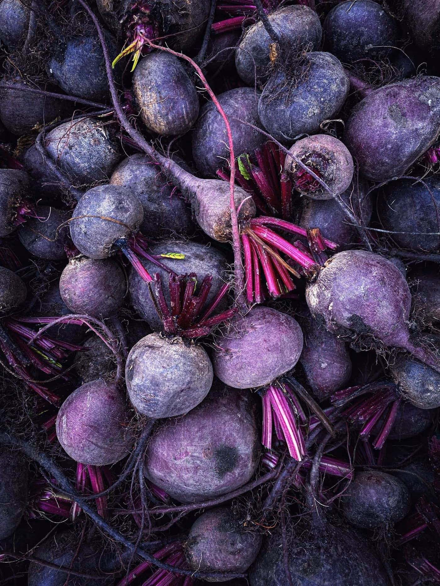 A pile of freshly pulled purple beetroots with their stems and roots still attached