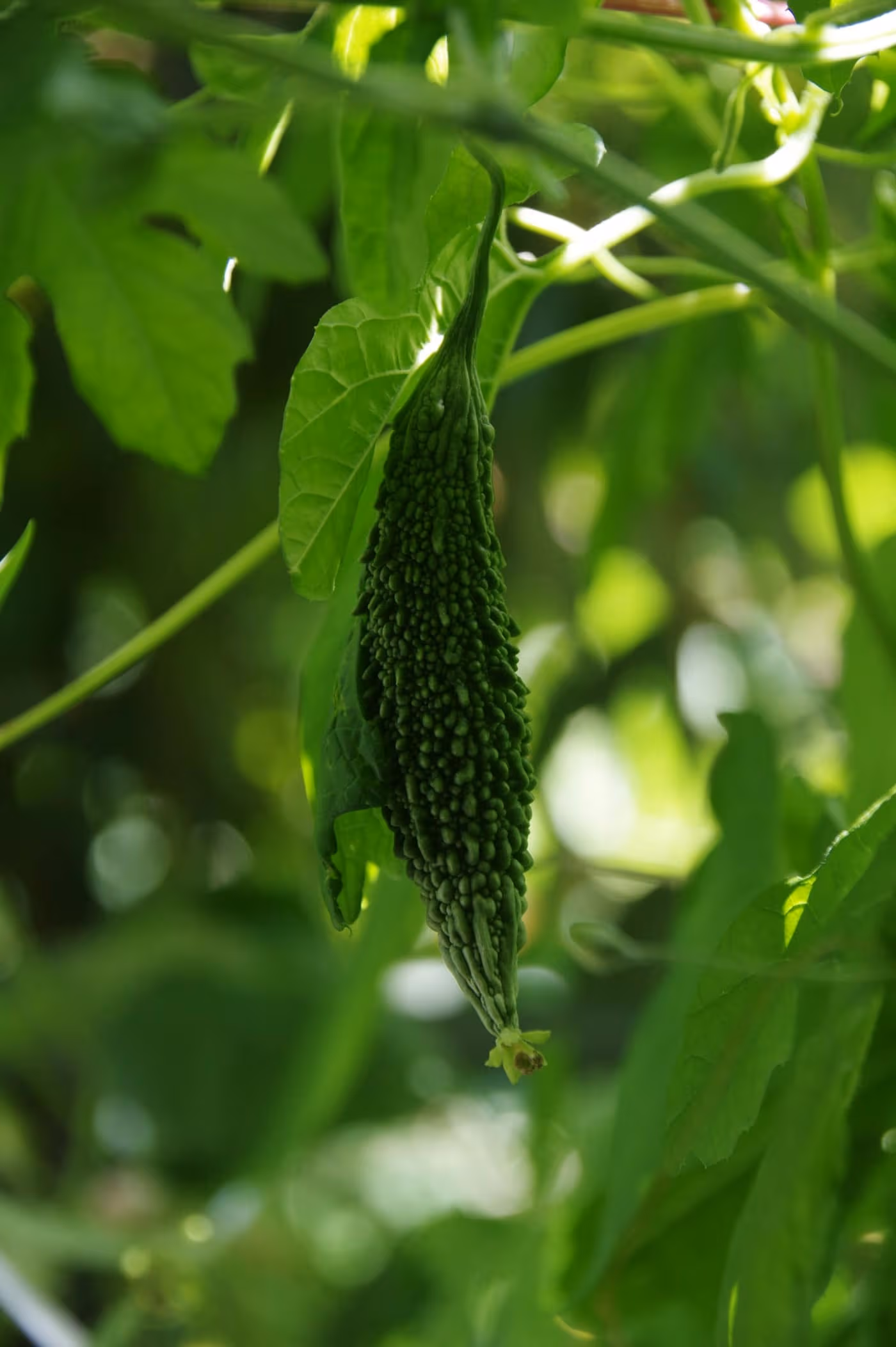 A warty green bitter gourd (karela) hanging from the vine among the leaves