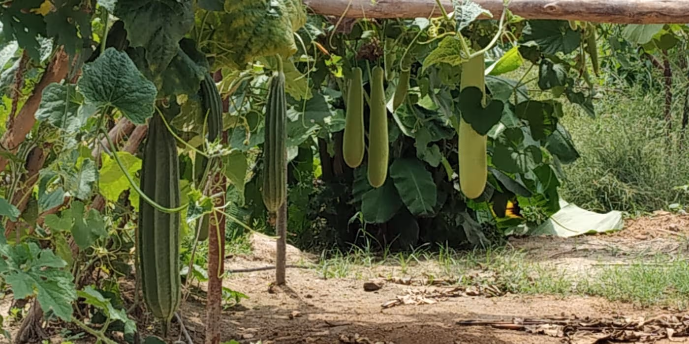 Pale-green cylindrical bottle gourds (lauki) hanging from a bamboo trellis on an Indian farm, with a ridge gourd vine alongside