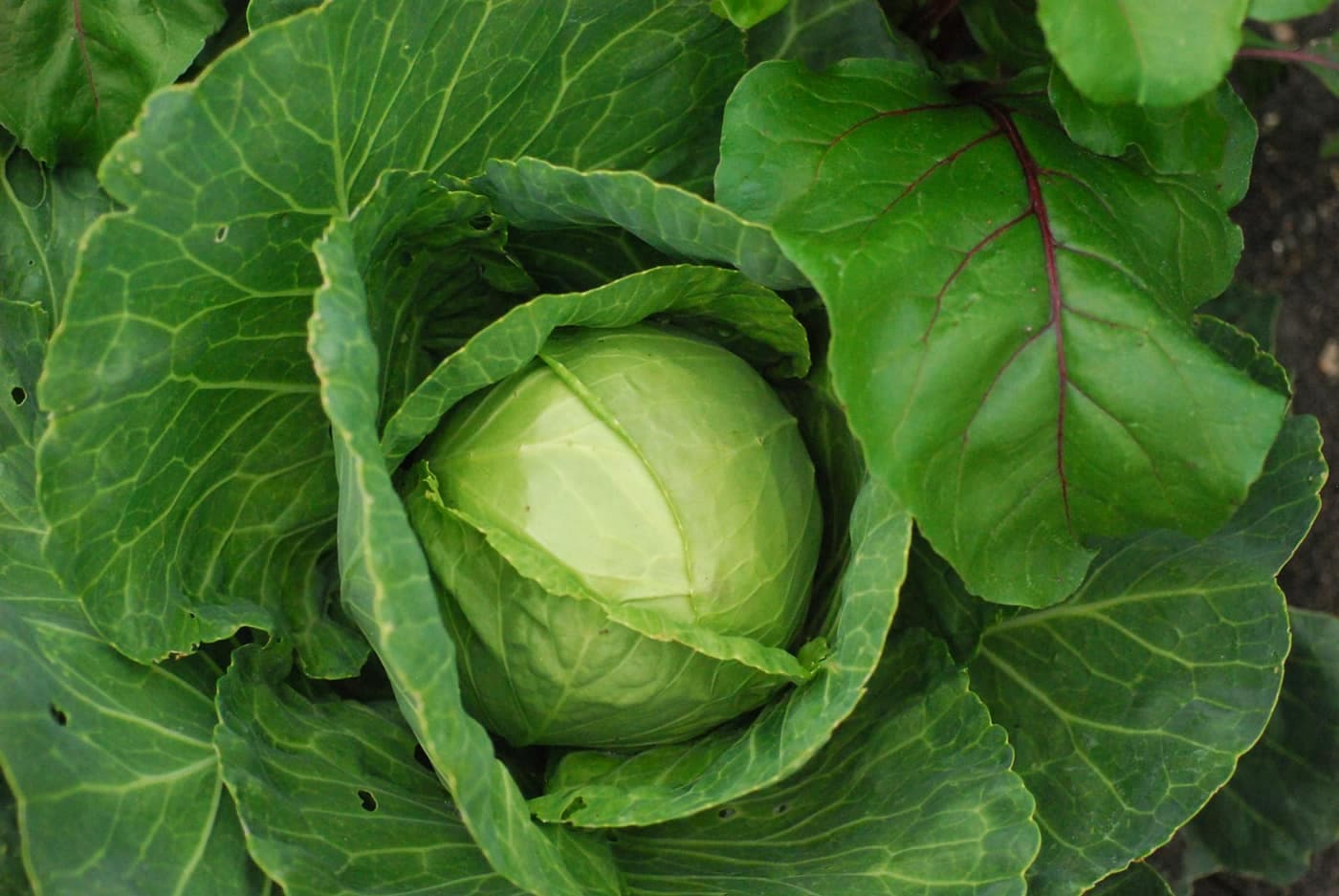 A round green cabbage head nestled among its broad outer leaves in a garden