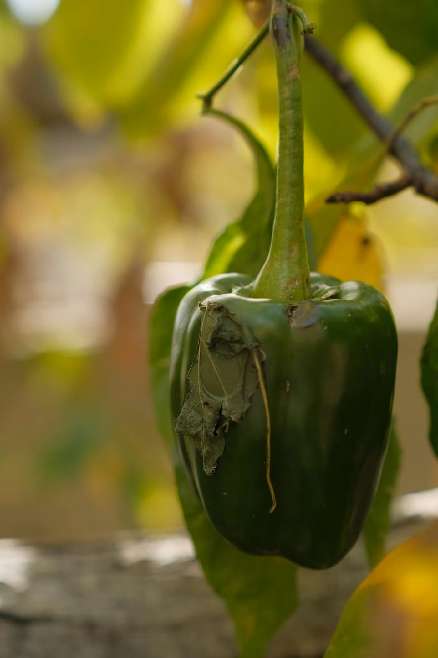 A green blocky capsicum (shimla mirch) hanging from its plant among the leaves