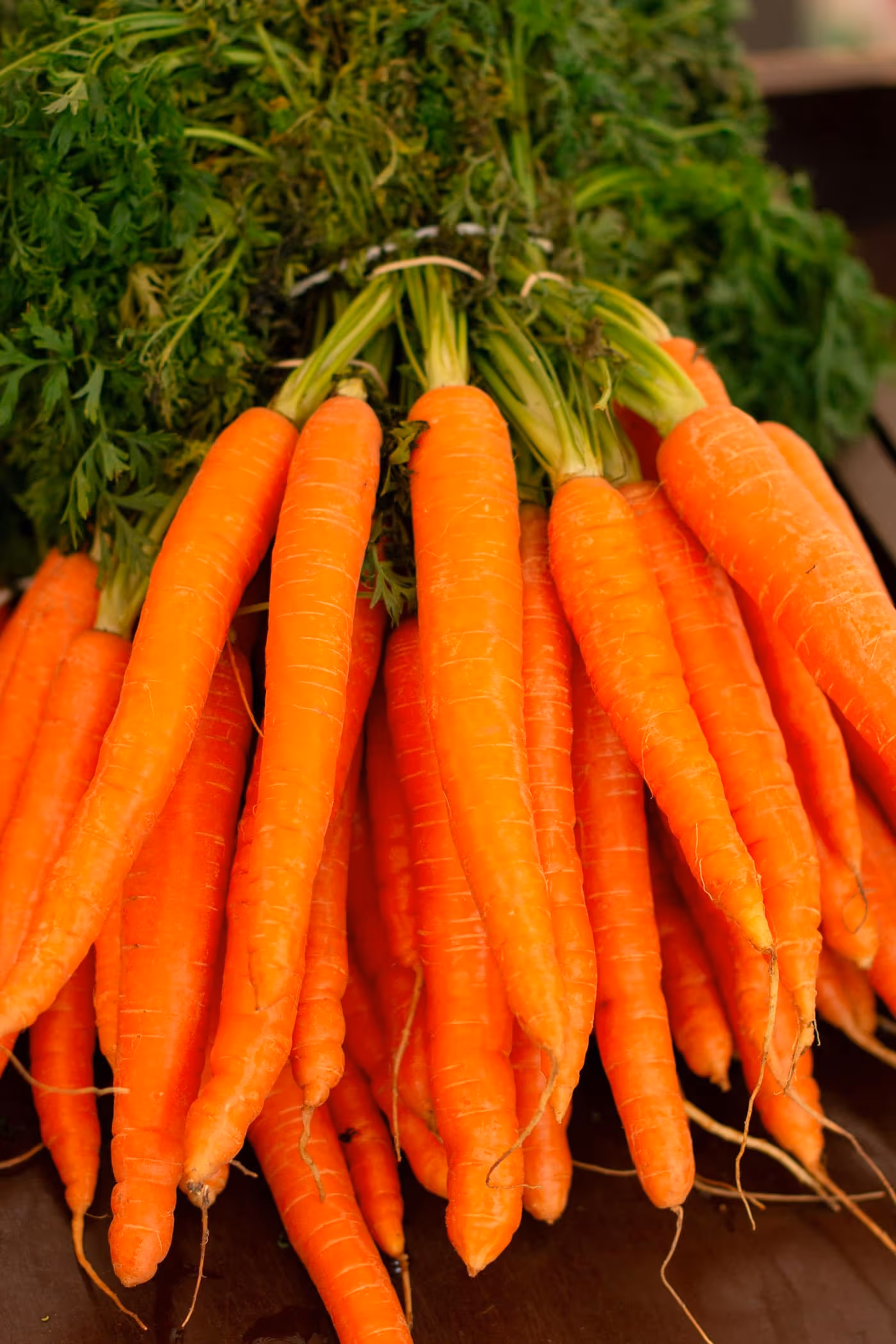 A bunch of freshly pulled orange carrots with soil and green tops still attached