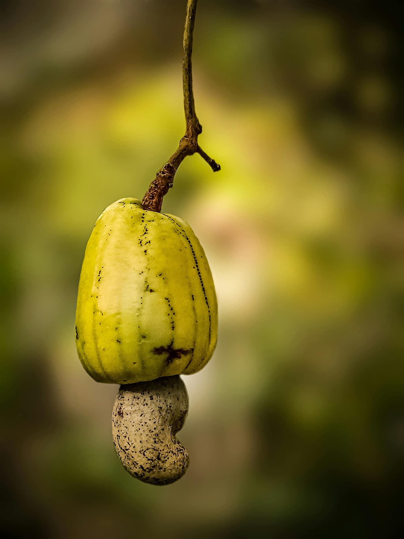 A cashew apple with its attached raw cashew nut hanging from a tree branch