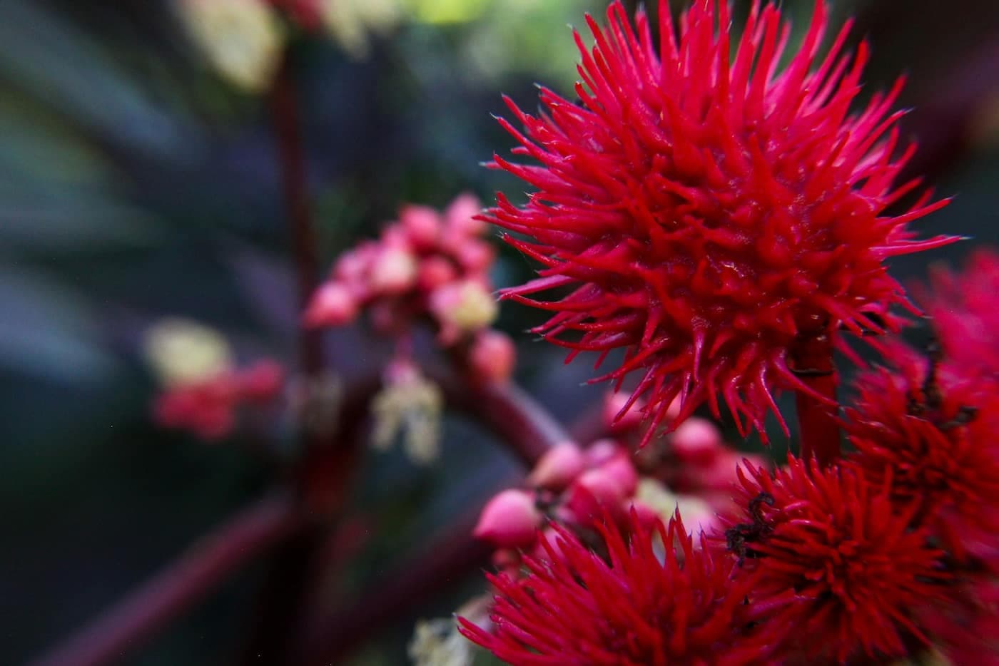 Clusters of bright red, soft-spiny castor (Ricinus communis) seed capsules on reddish stalks, with the plant’s palmate leaves blurred behind