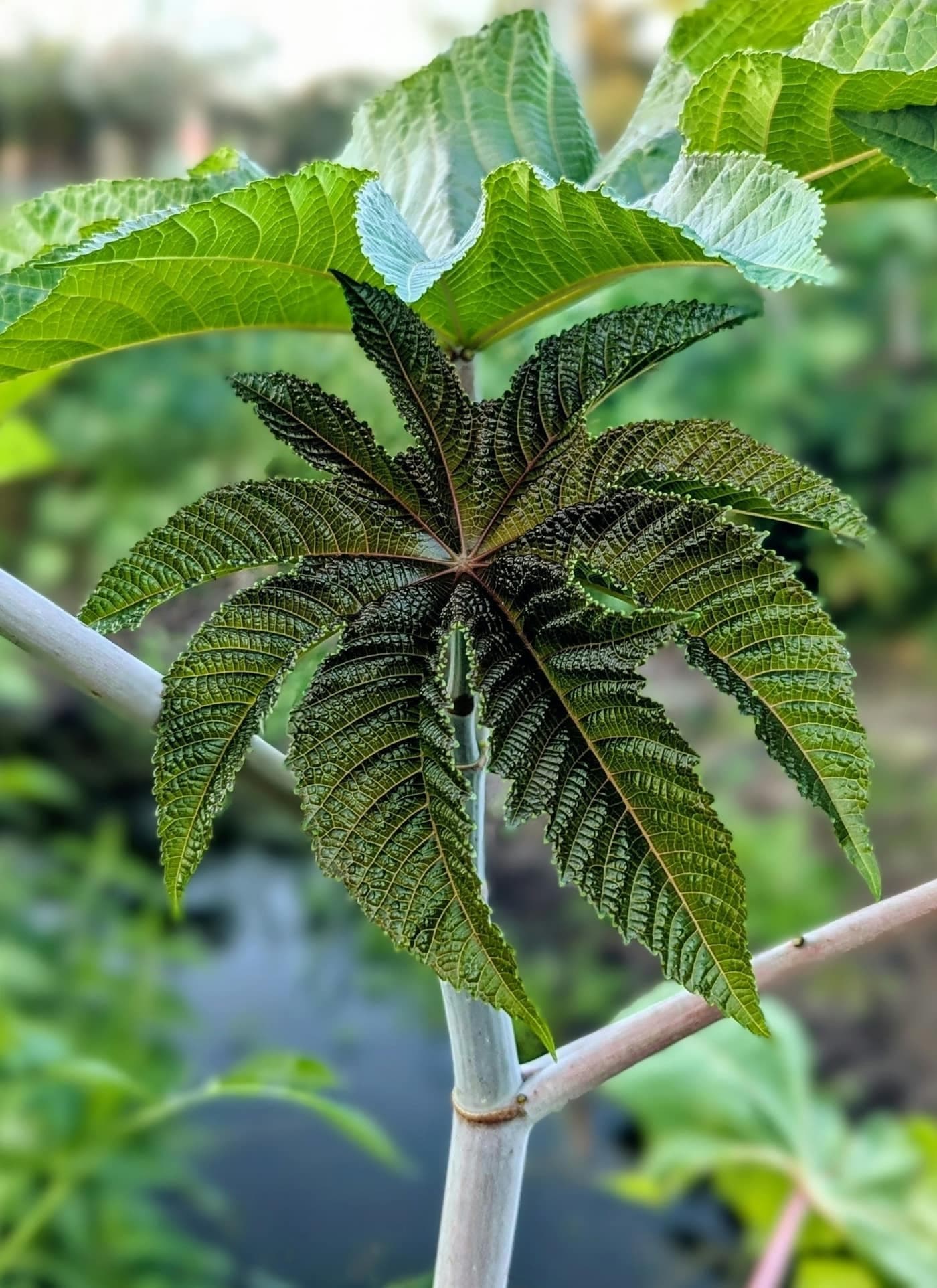 Close-up of a young castor oil plant’s deeply lobed, serrated green leaves