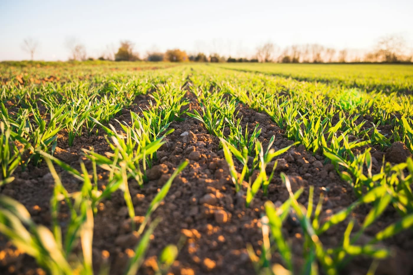 Rows of young cereal seedlings emerging from freshly tilled soil