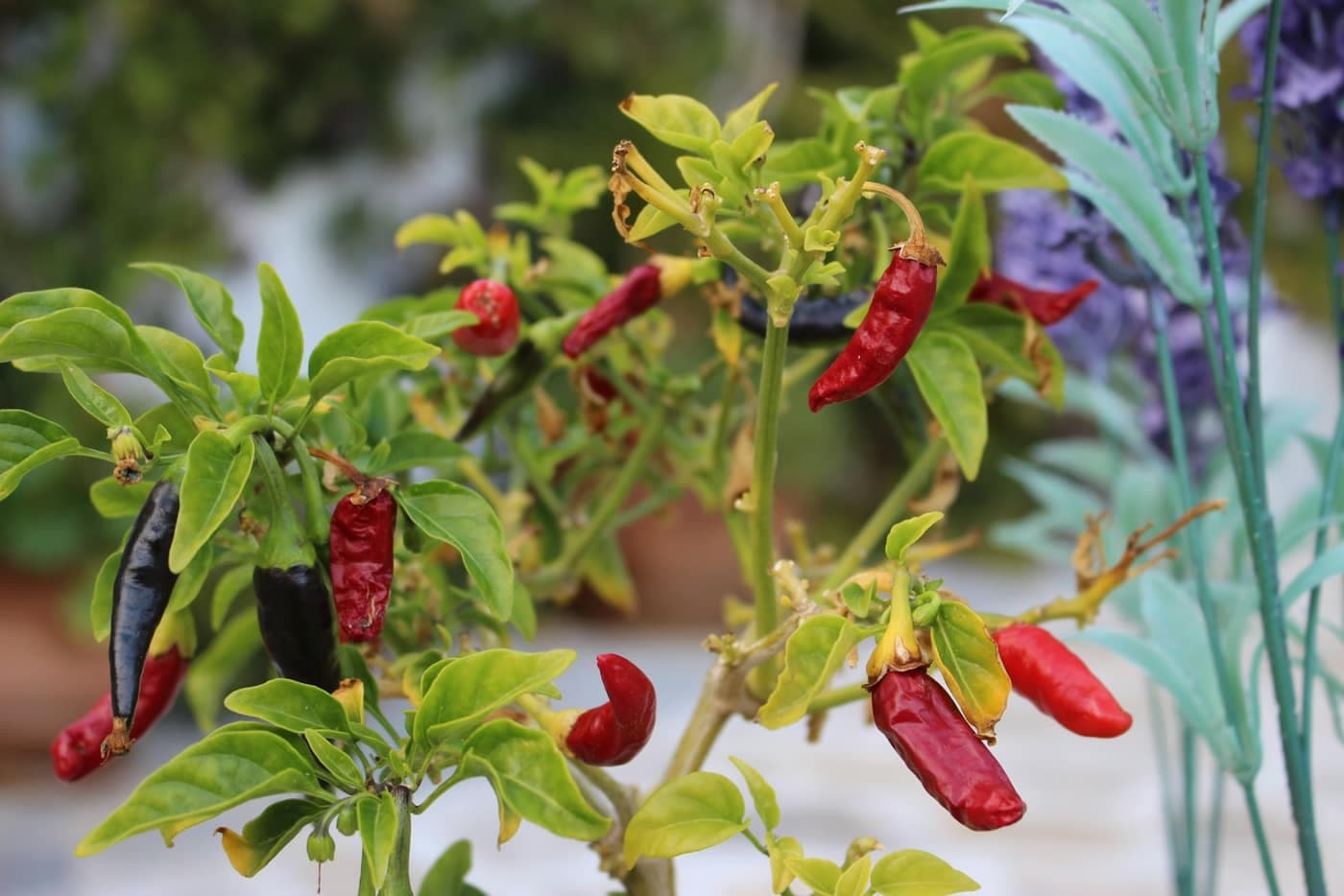 Ripening red and dark chillies hanging on a leafy chilli plant