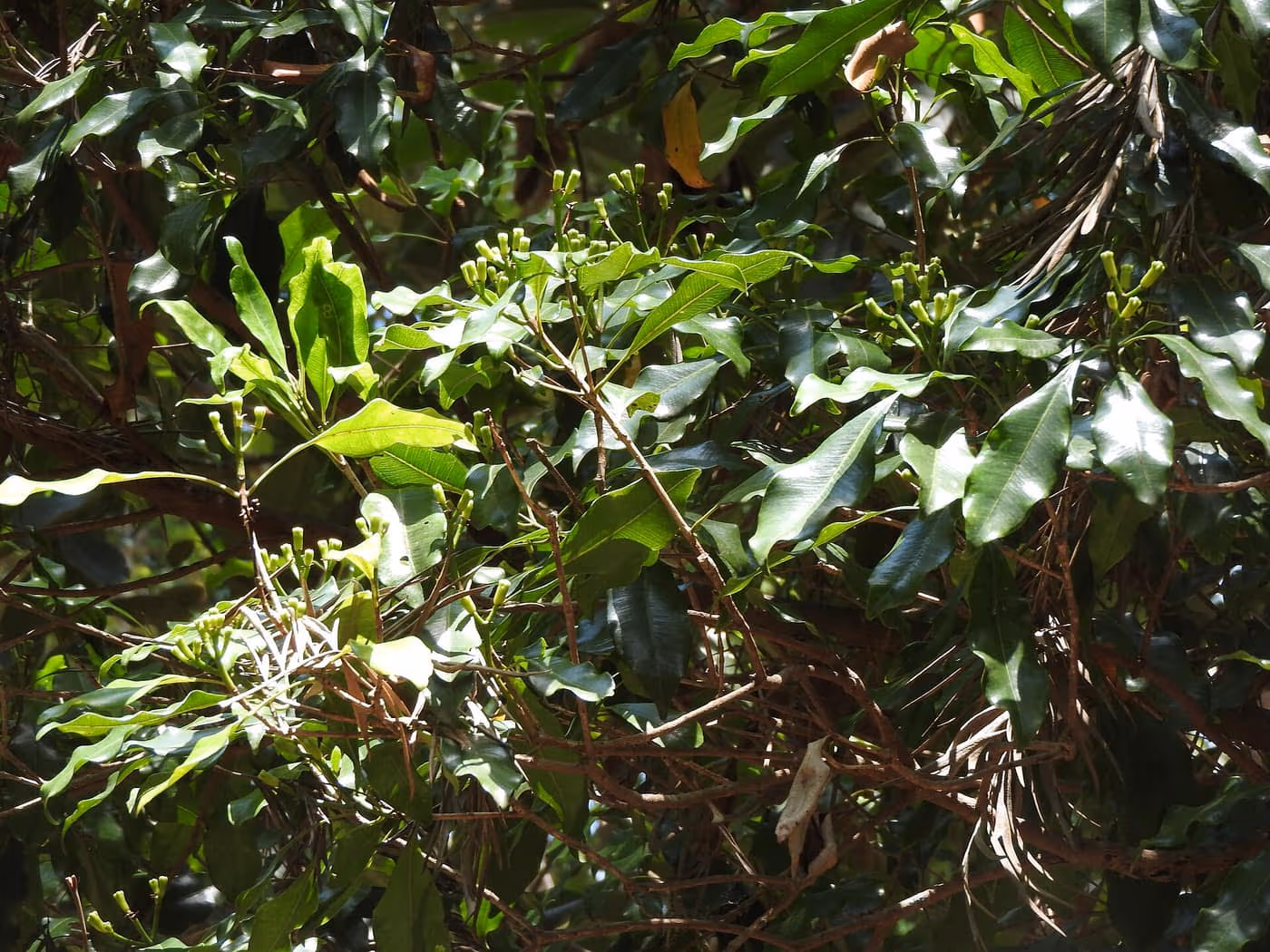 Clusters of green, unopened clove flower buds on a Syzygium aromaticum (clove) tree among glossy leaves, Yercaud, Tamil Nadu — photo courtesy Wikimedia Commons, CC BY-SA 4.0