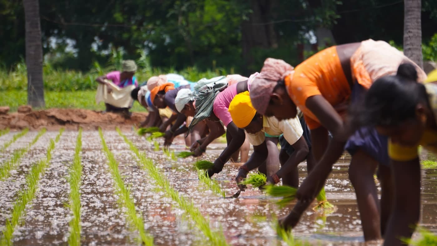 A row of farmers bent over together, transplanting rice seedlings by hand in a flooded field