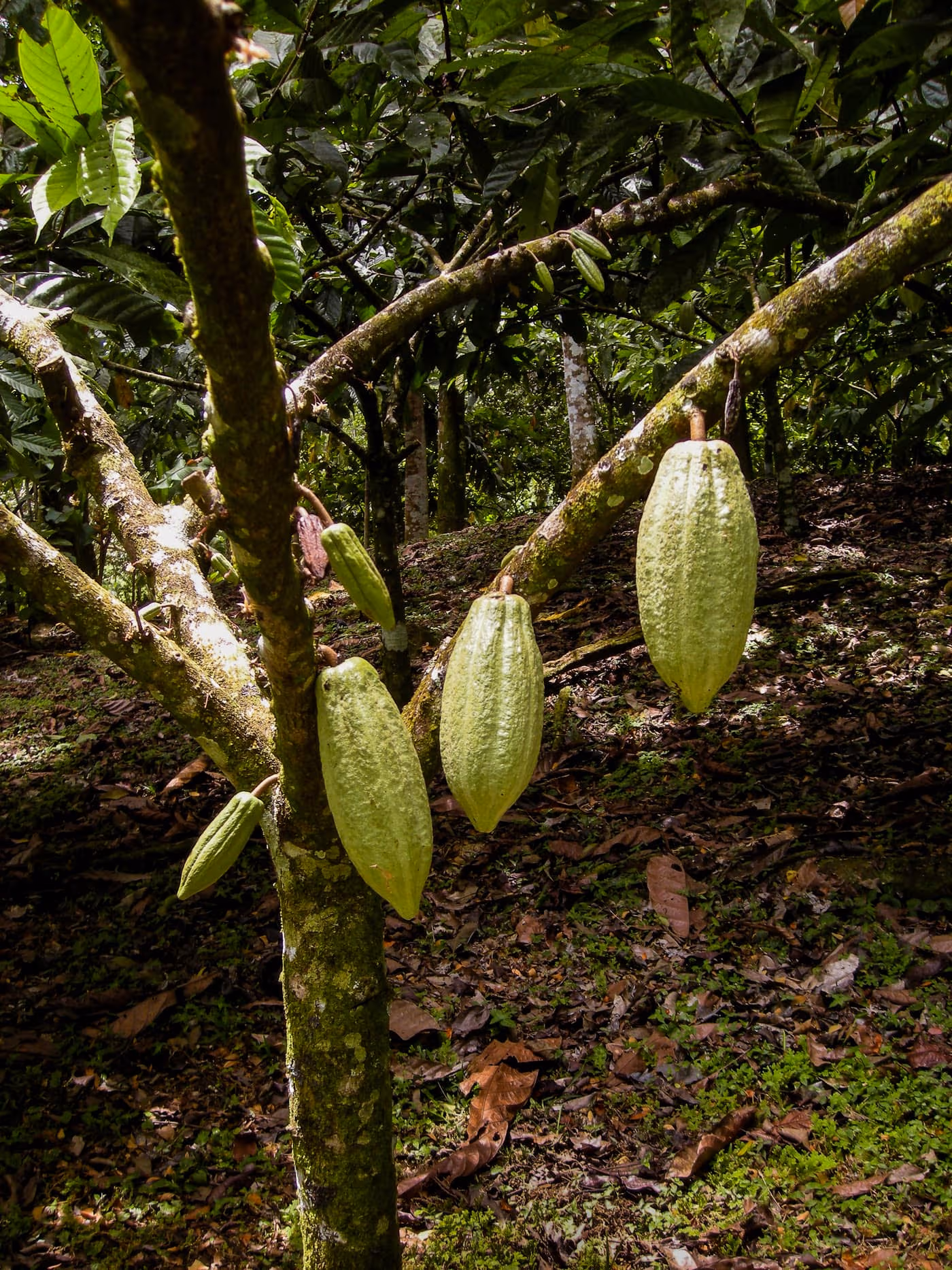 Green cacao pods growing directly from the trunk of a Theobroma cacao tree in a plantation setting — photo courtesy Wikimedia Commons (FranHogan), CC BY-SA 4.0