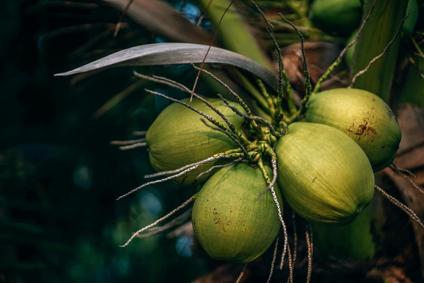 A bunch of green coconuts hanging from a palm tree, ready for harvest