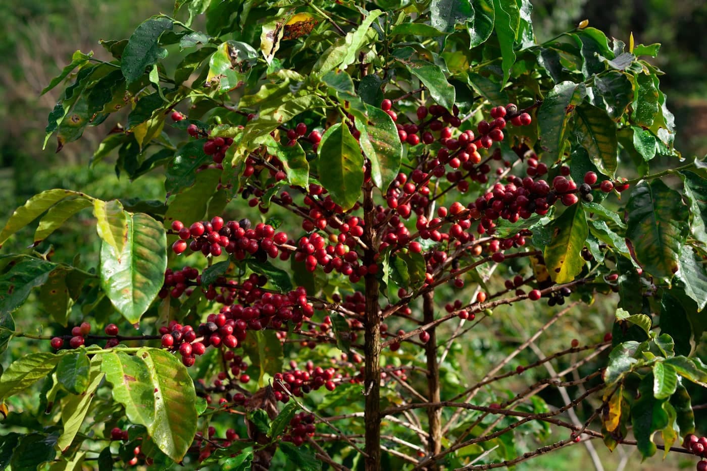 A coffee plant heavy with clusters of ripe red coffee cherries ready for picking