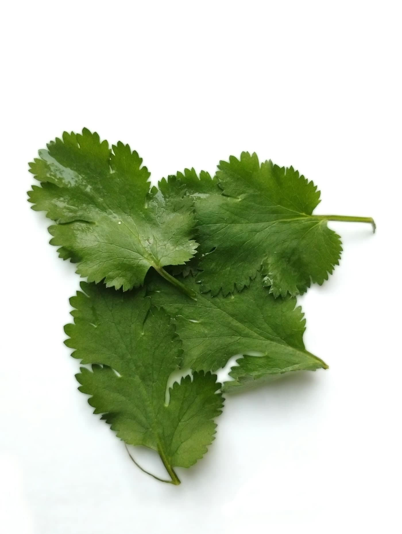 A cluster of fresh green coriander (dhania) leaves on a white surface
