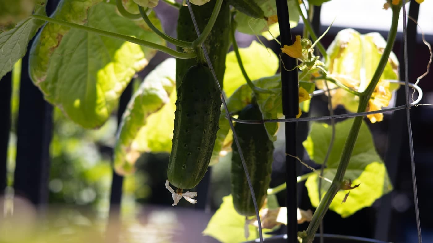 Green cucumbers growing on the vine among broad leaves in sunlight