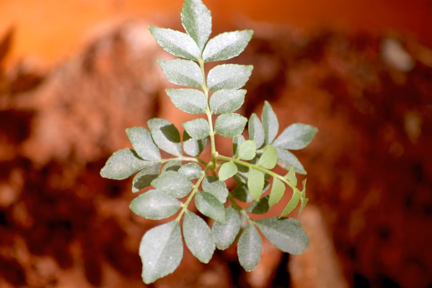 A young curry leaf (Murraya koenigii) plant with glossy compound leaves growing in a pot