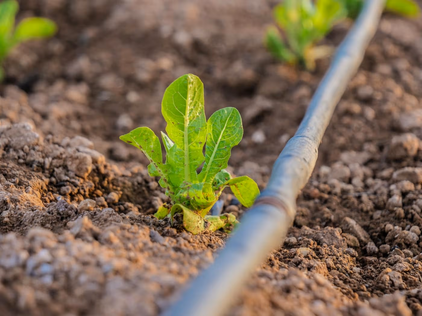 A black drip irrigation line running through soil beside a young leafy seedling