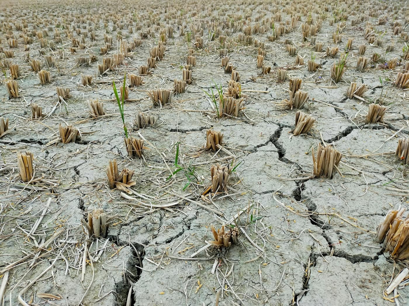 A field of dead, withered crop stubble standing in cracked, drought-parched soil