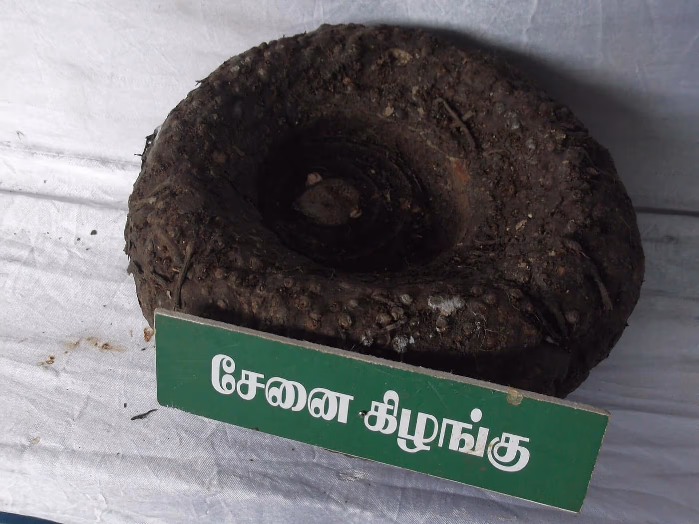 A whole elephant foot yam (suran / jimikand) corm, dark, round and flattened with a crown-like hollow at the top where the bud sits, Yercaud, Tamil Nadu — photo courtesy Wikimedia Commons (Yercaud-elango), CC BY-SA 4.0
