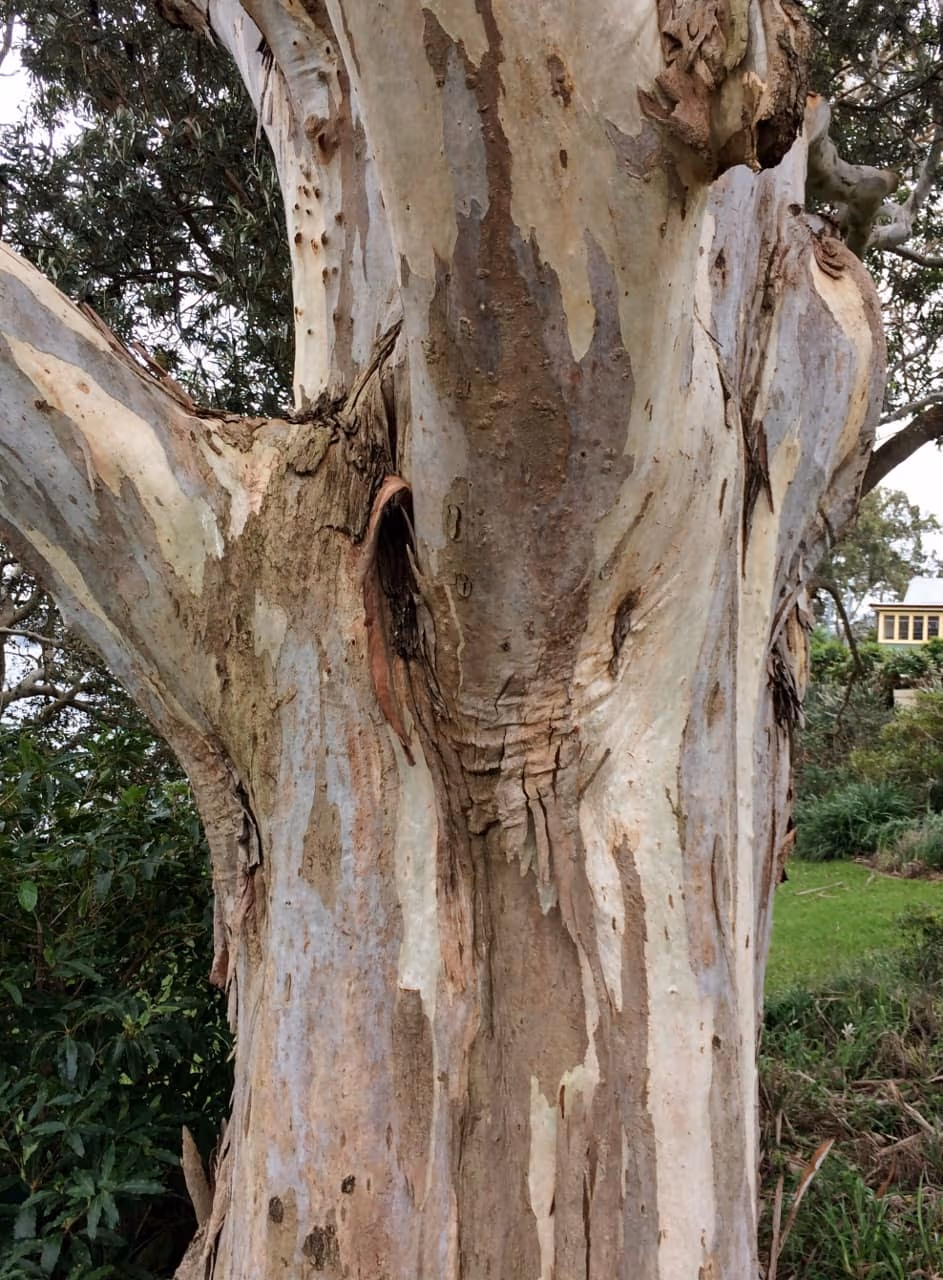 Close-up of a Eucalyptus tereticornis trunk showing its smooth, whitish-grey and cream bark peeling off in irregular patches — the feature that gives the tree its north-Indian name "safeda" — photo courtesy Wikimedia Commons, CC BY-SA 4.0