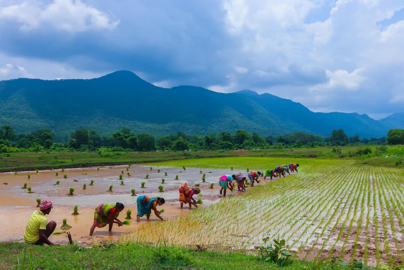 A group of farm workers spread across a green paddy field
