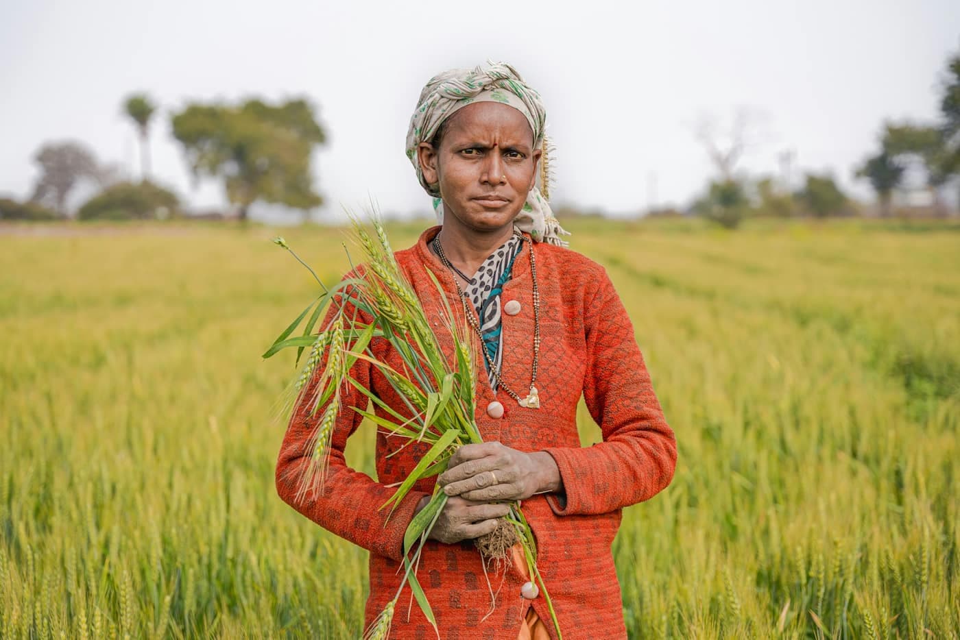 A farmer standing in a wheat field holding an uprooted wheat plant with its roots