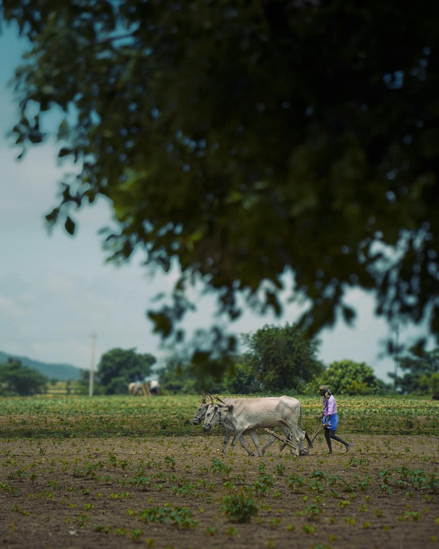 A farmer walking behind a pair of oxen pulling a wooden plough across a field, under the shade of a large tree