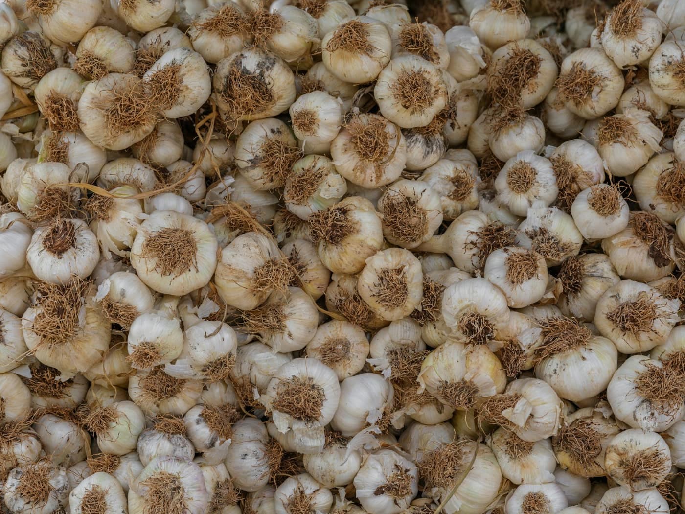 A close-up pile of fresh garlic bulbs with their roots still attached