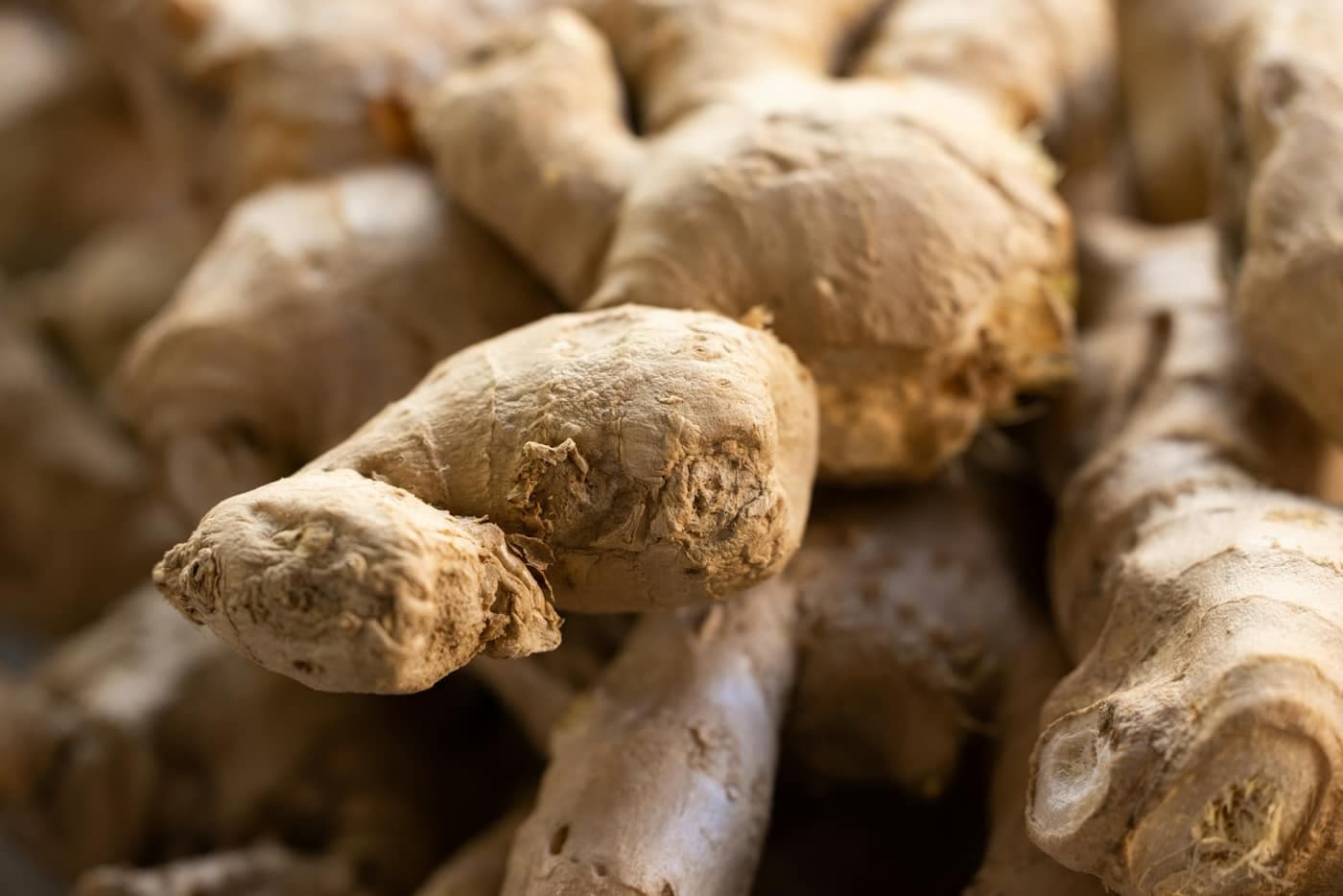 A close-up pile of knobbly fresh ginger rhizomes