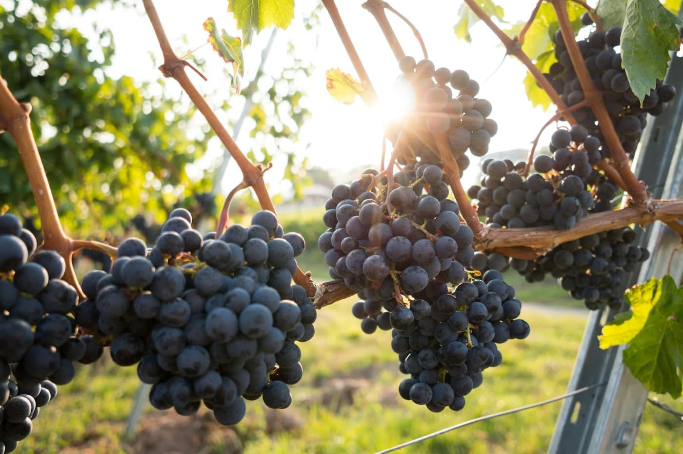 Bunches of dark purple grapes hanging on the vine in a vineyard at sunset