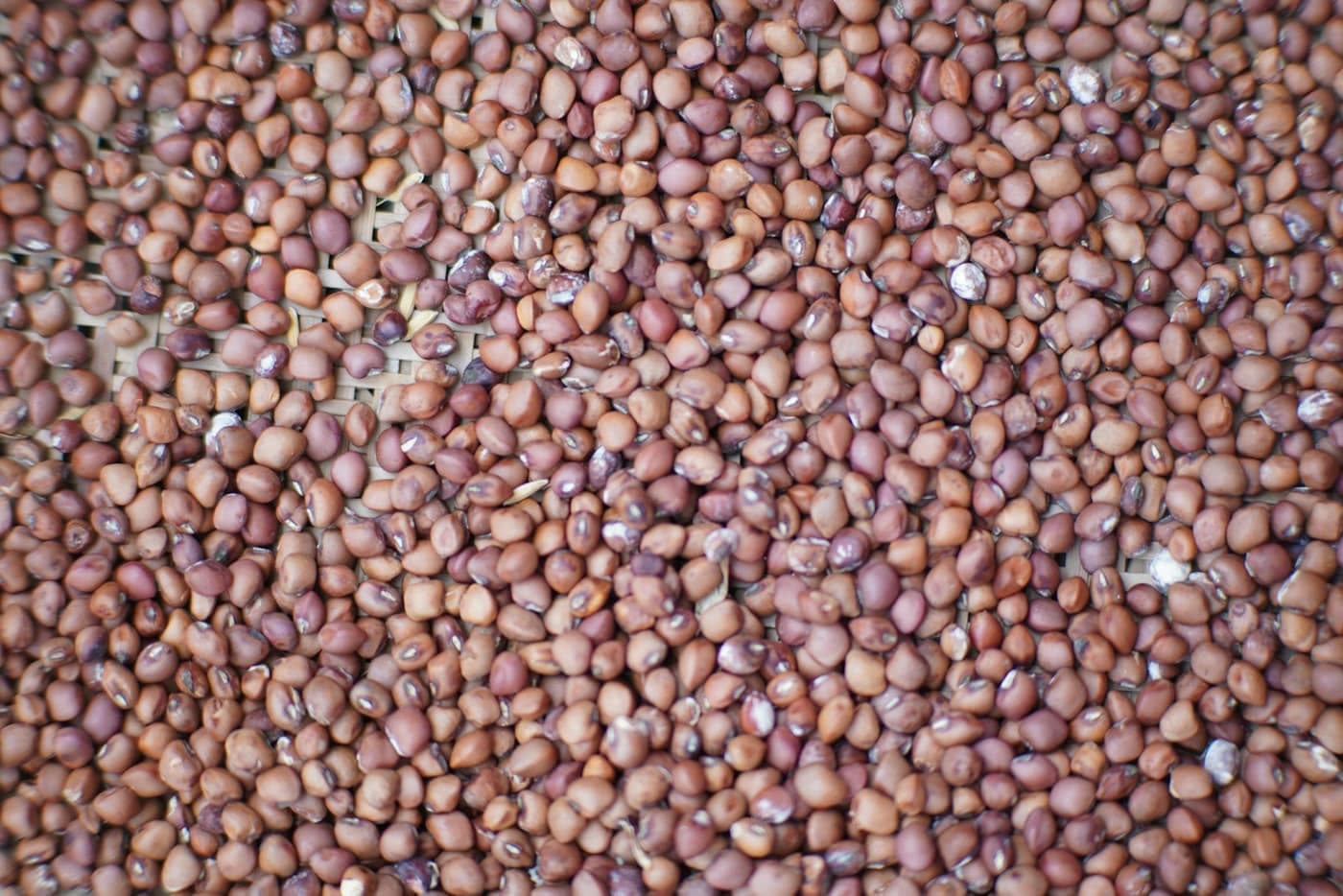 A large pile of small, round, reddish-brown dried bean seeds similar in size and colour to horse gram (kulthi)