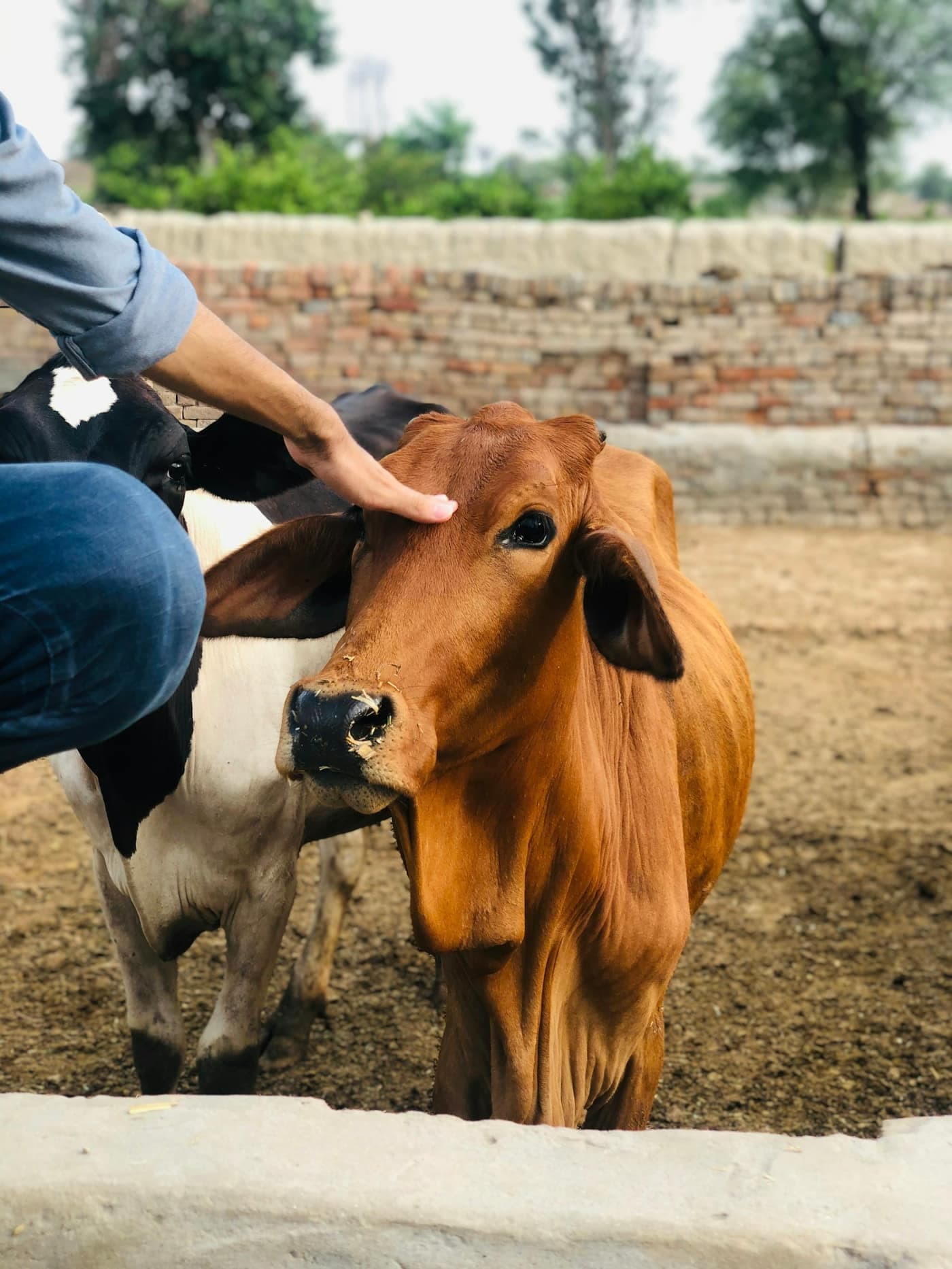 A farmer's hand gently touching the head of a brown indigenous-breed calf standing in a cattle yard