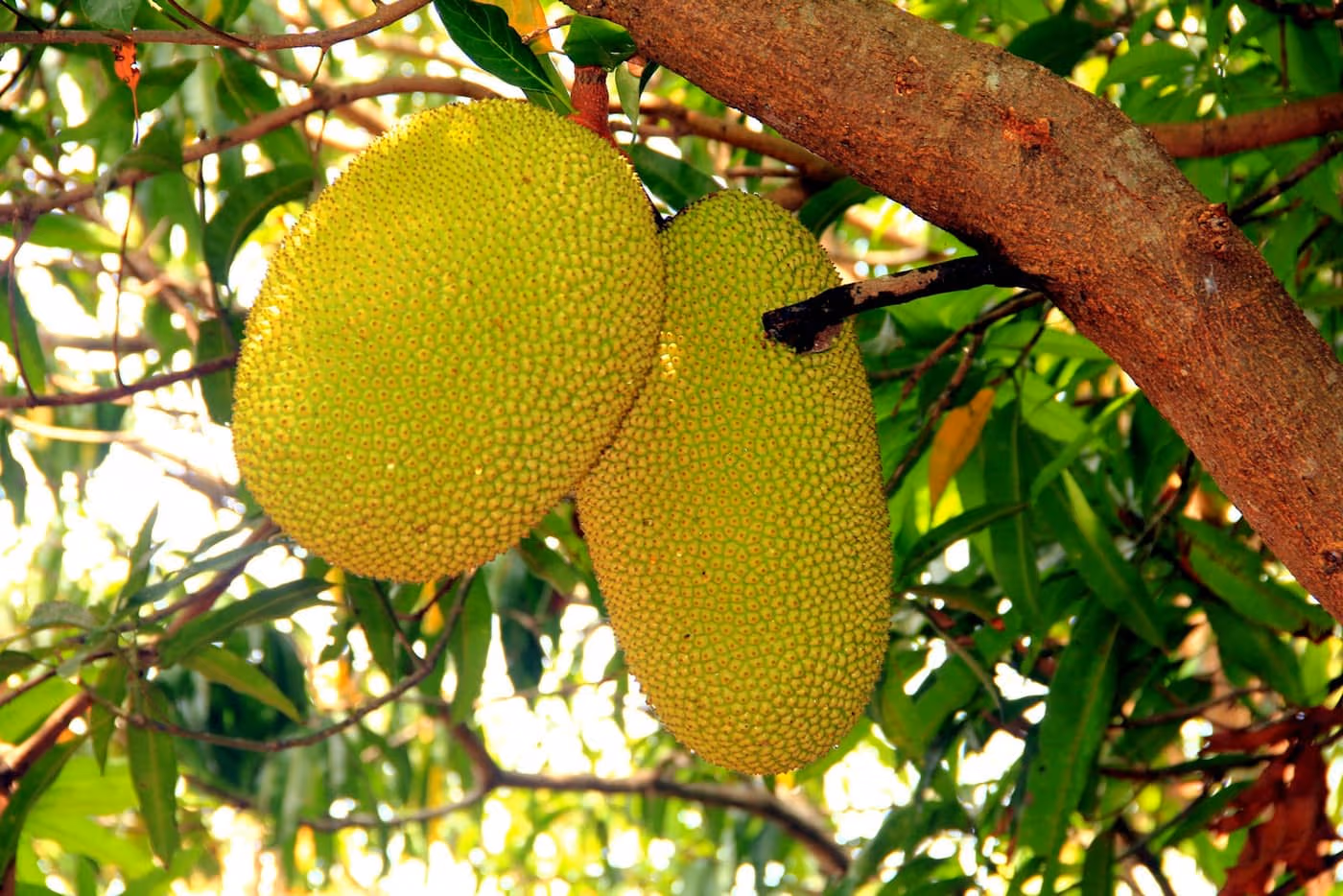Two large spiky green jackfruits (kathal) hanging from a tree branch