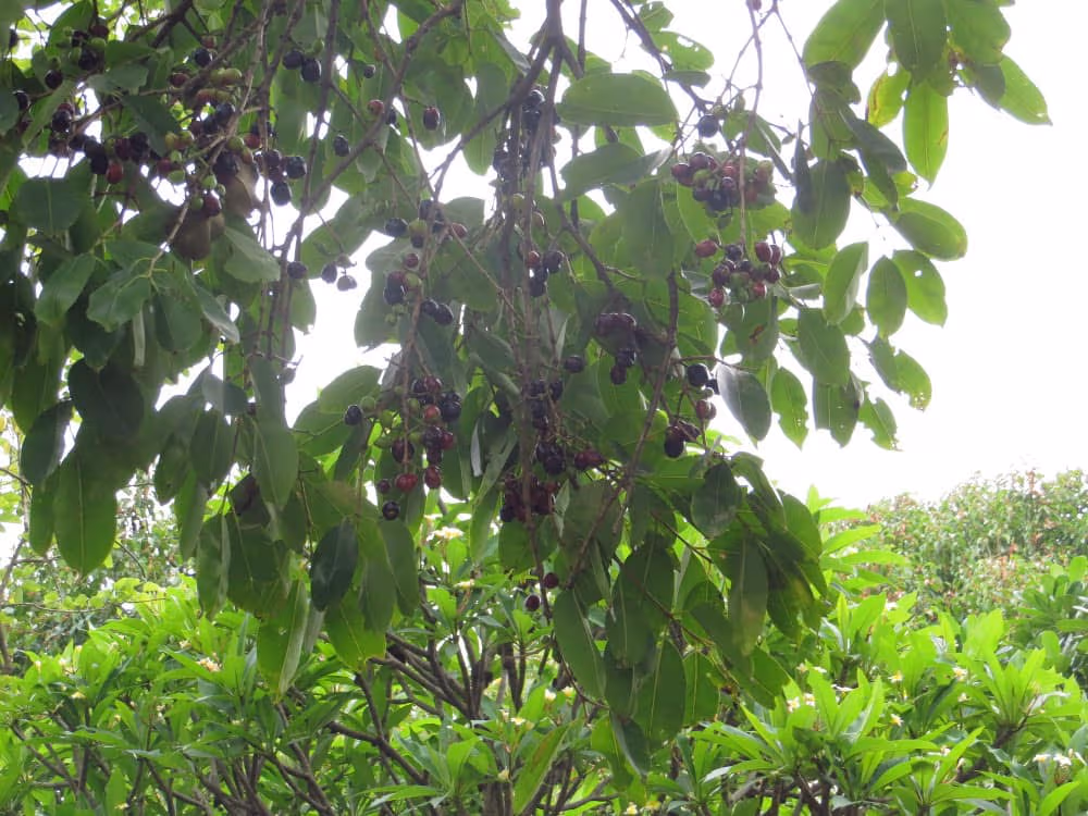 Bunches of dark purple-black jamun (Indian blackberry) fruit hanging among the leaves of the tree