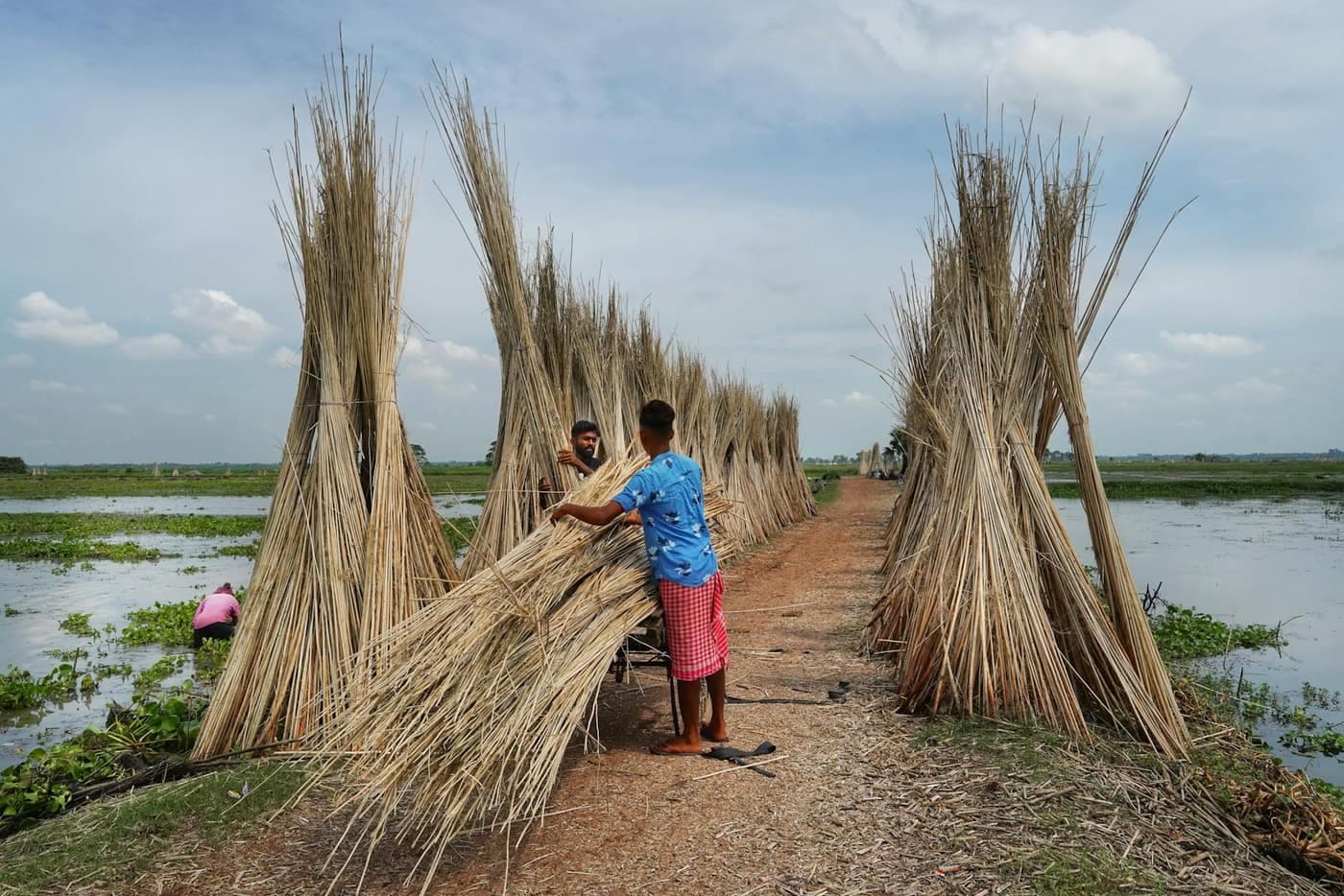 A farmer bundling harvested jute stalks after retting, on a path through a waterlogged field