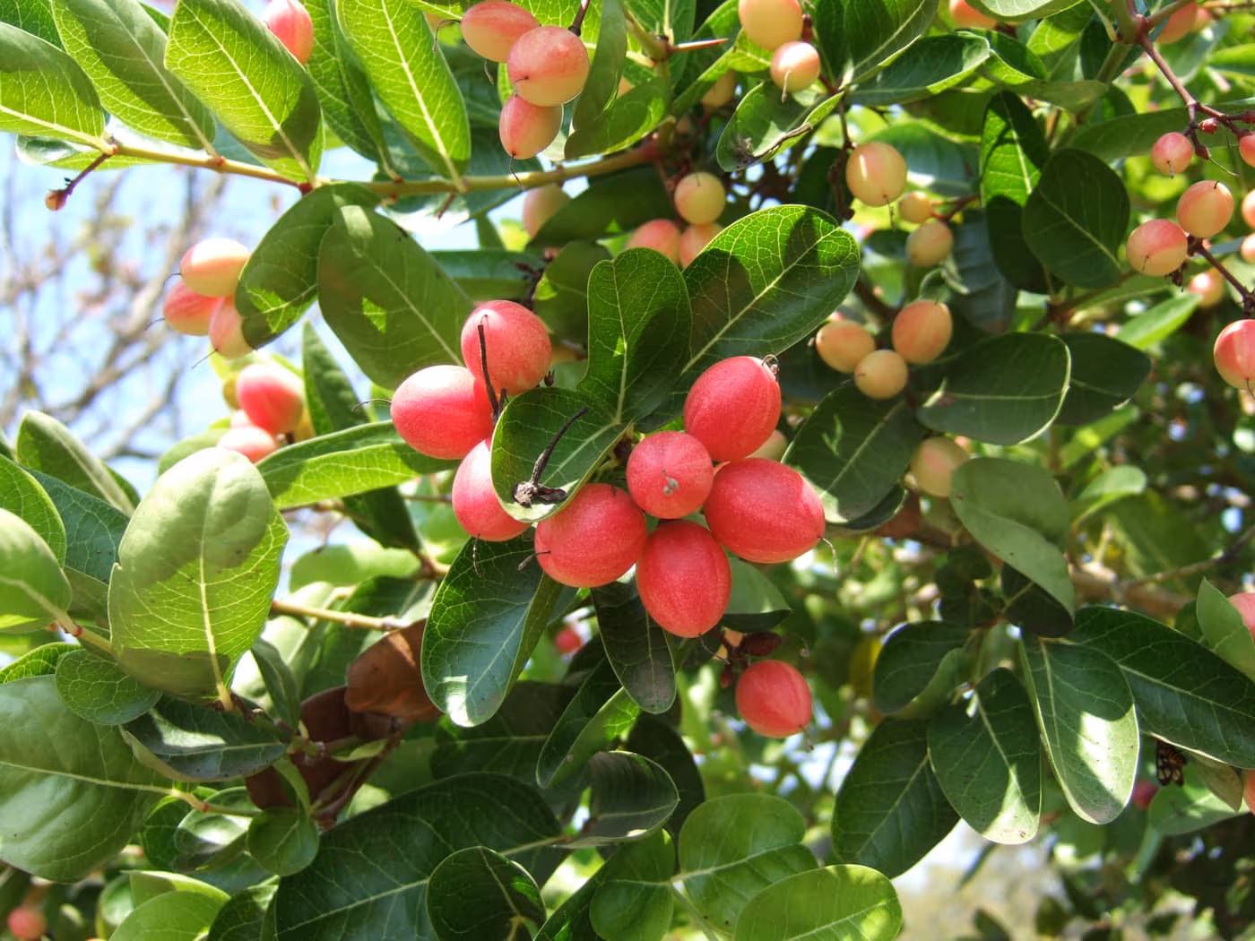 Clusters of pink and red karonda (Carissa carandas) berries ripening among glossy green leaves on the thorny shrub
