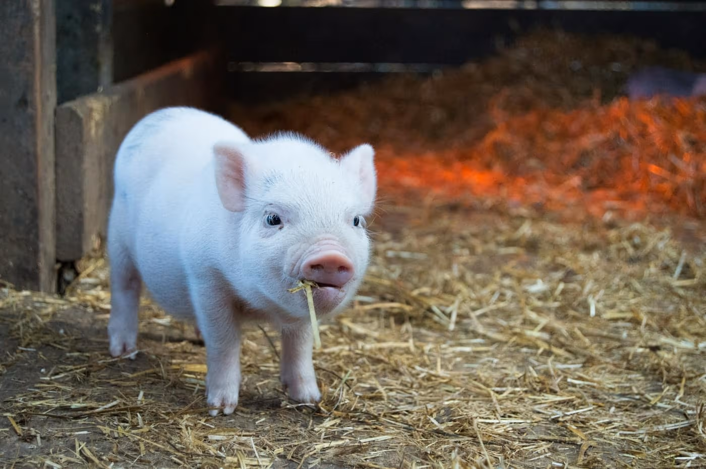 A young pig standing on straw bedding inside a barn