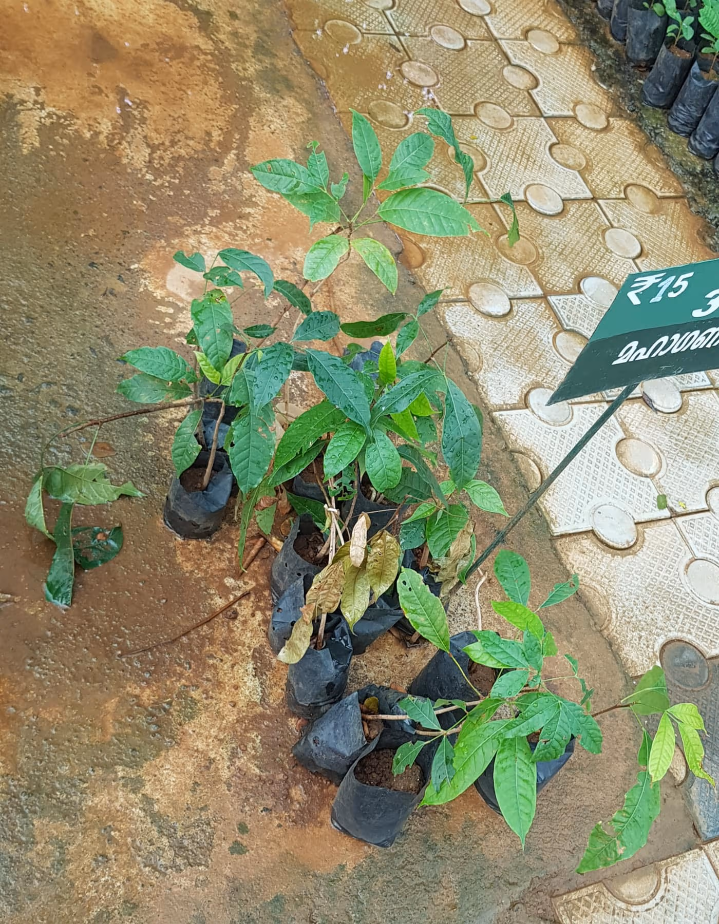 A Swietenia macrophylla (mahogany) tree showing its pinnate compound leaves and spreading canopy at Kerala Agricultural University, Mannuthy — photo courtesy Wikimedia Commons (Challiyan), CC BY-SA 3.0