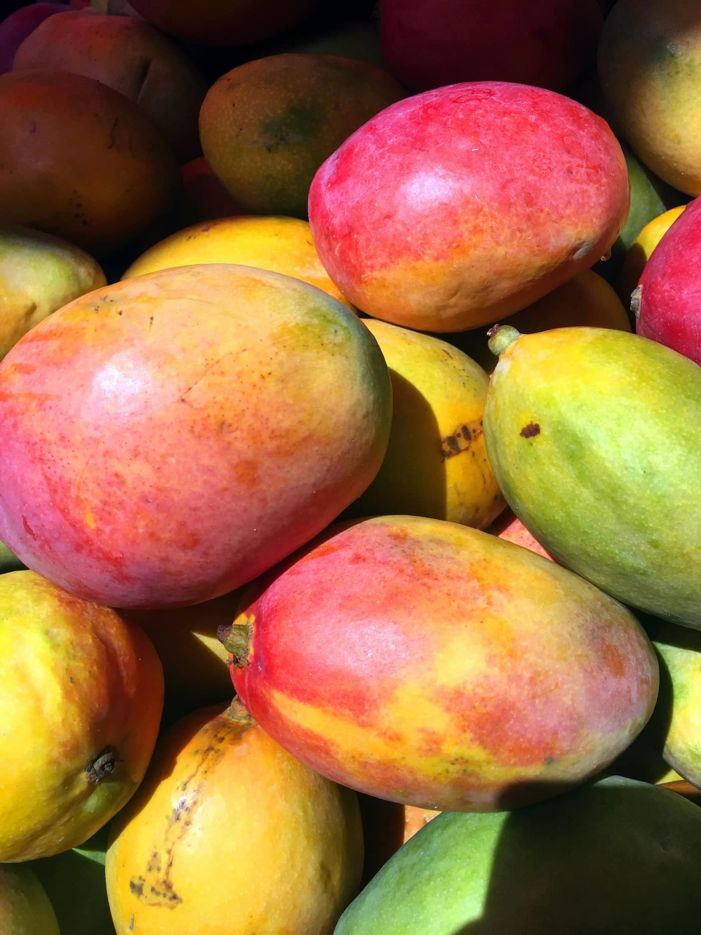 A pile of ripe mangoes flushed red, yellow and green