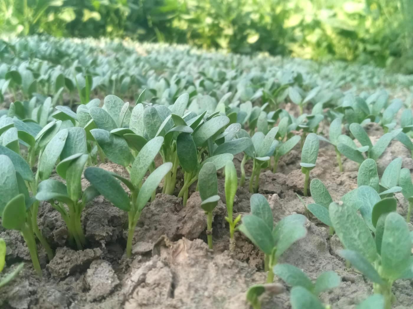 Rows of young fenugreek (methi) seedlings with paired trifoliate leaves emerging in a field