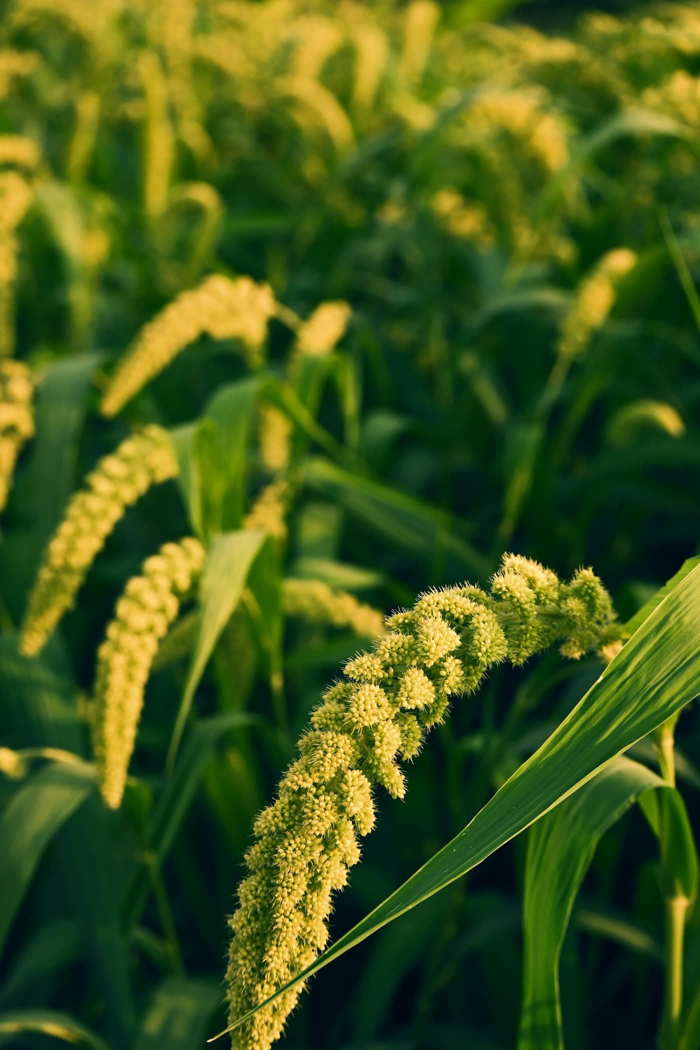 Green pearl millet (bajra) plants with elongated seed heads catching the sunlight