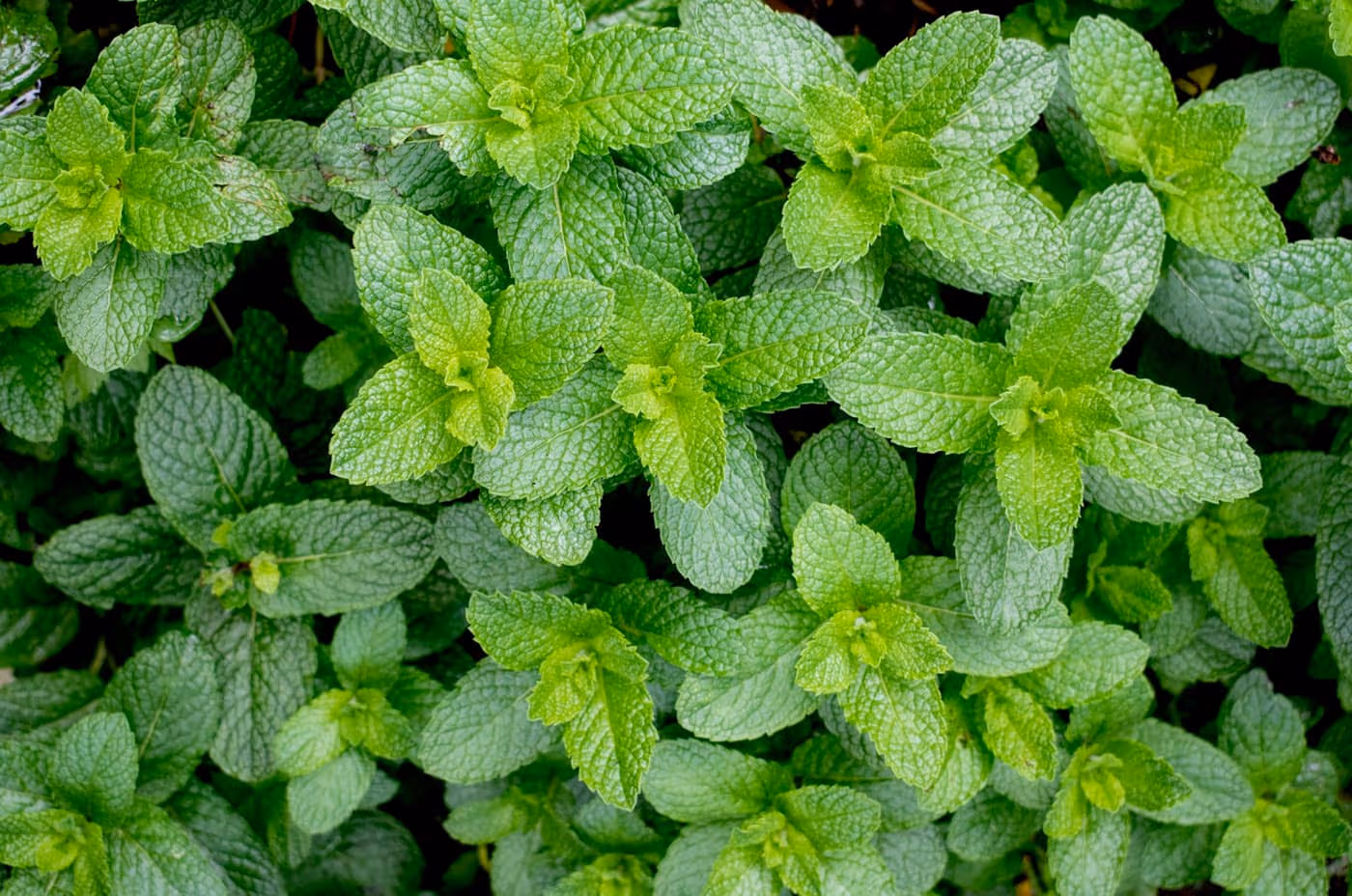 Bright green, crinkled mint leaves growing densely in a garden bed, seen from above