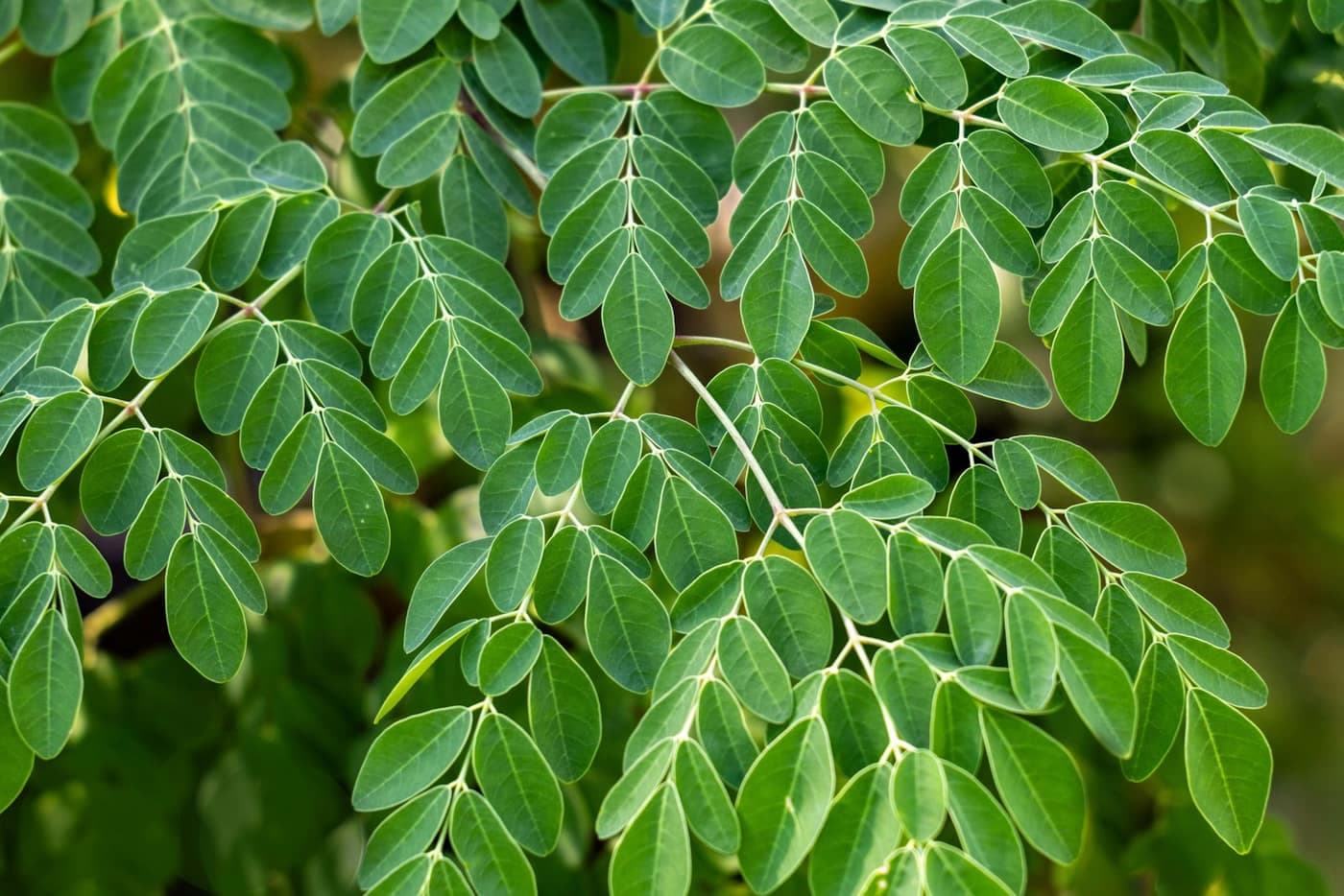 Close-up of vibrant green moringa leaflets on their branches