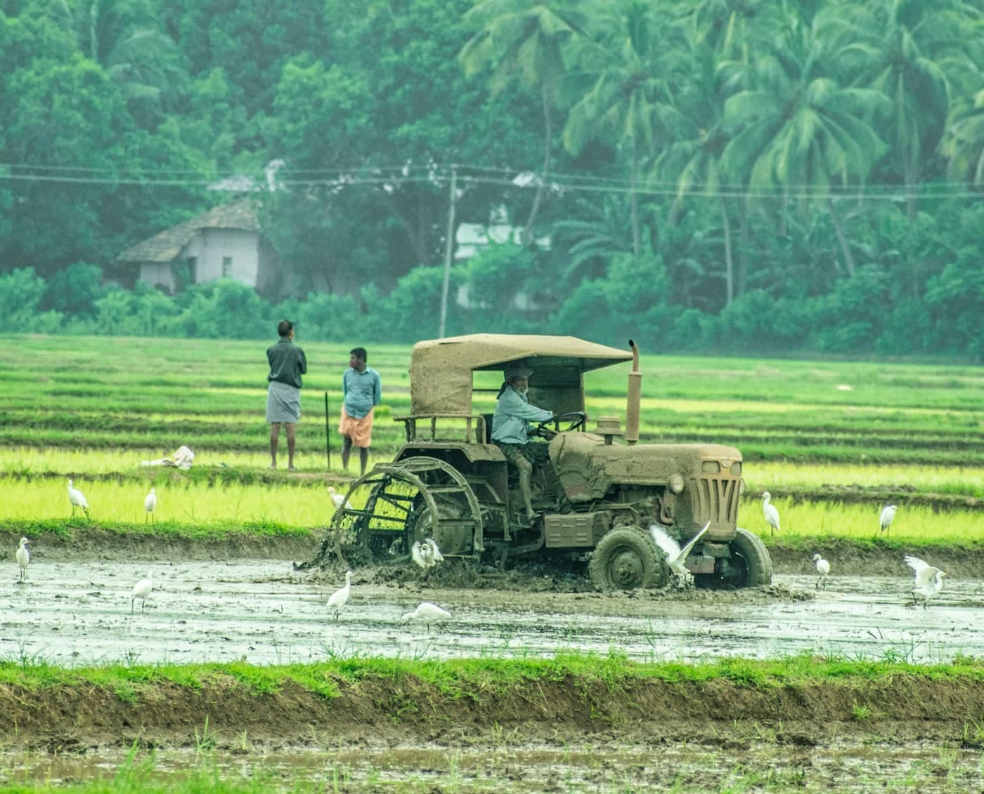 A farmer driving an old tractor through a muddy, flooded paddy field in Kerala, with two men watching from a bund and egrets foraging around the wheels
