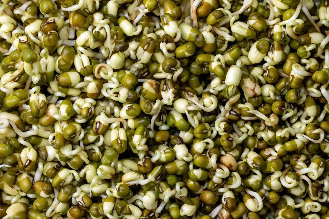 Mung beans (moong) with white shoots emerging as they sprout