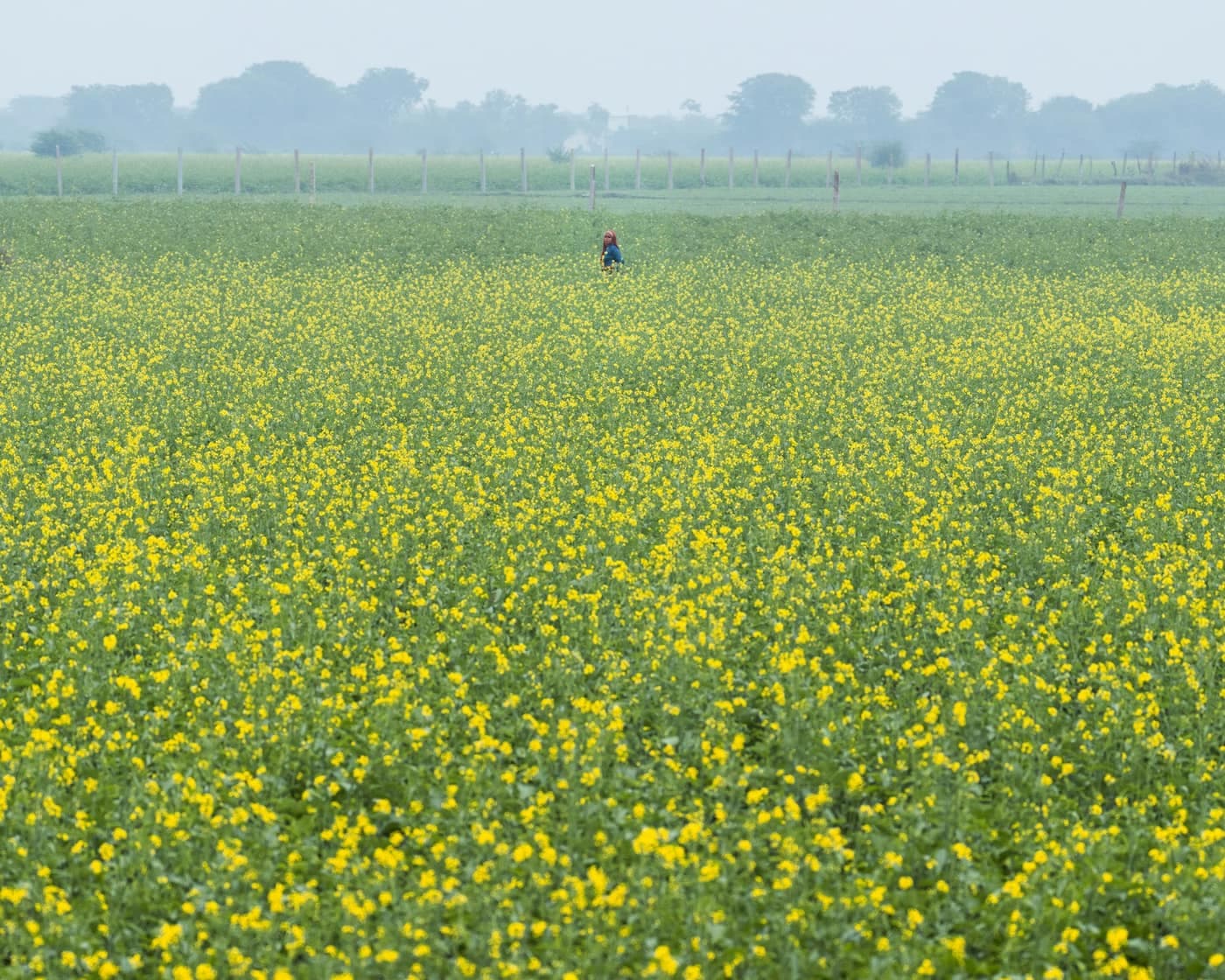 A lone person walking through a vast mustard field in full yellow bloom, with a wooden fence and hazy trees on the horizon