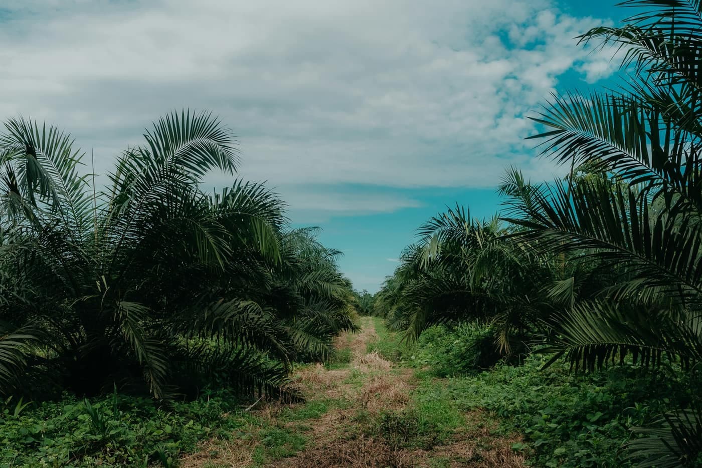 A dirt path running between dense rows of young oil palm trees under a partly cloudy sky