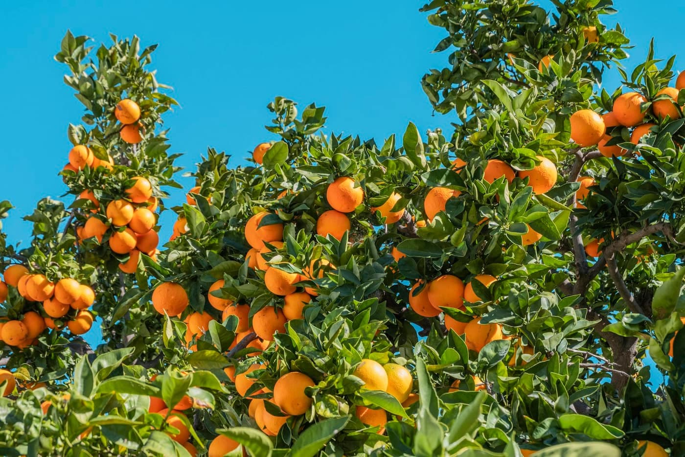 An orange tree laden with ripe oranges against a clear blue sky