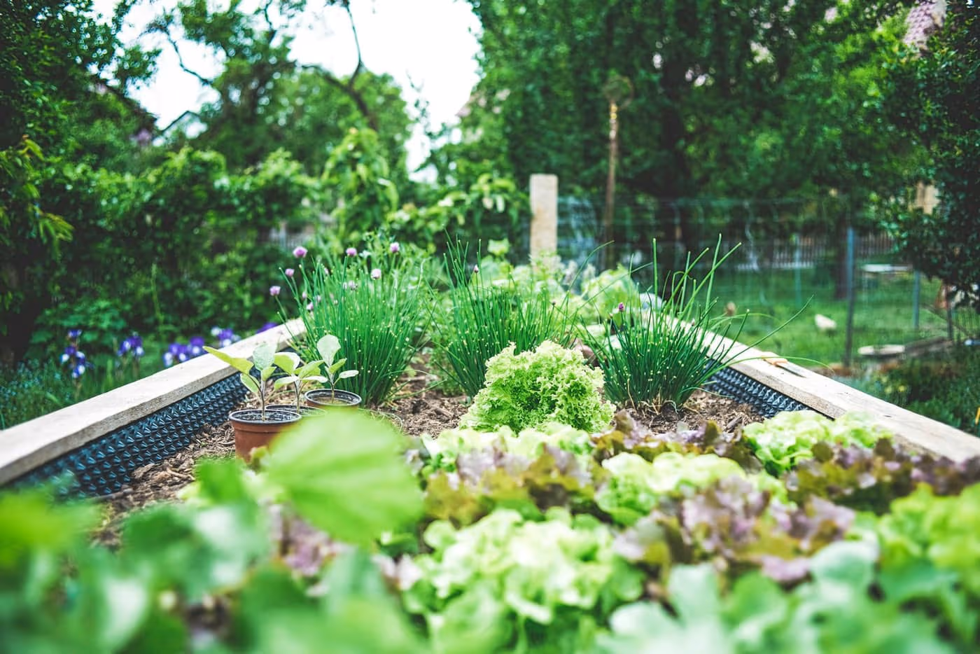 A raised bed planted with mixed leafy greens and herbs in a garden