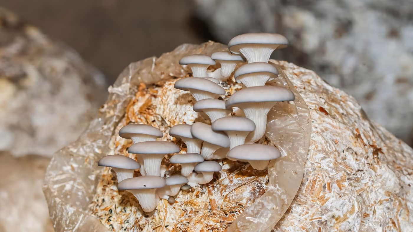 A cluster of fresh grey oyster mushrooms fruiting from a plastic-wrapped sawdust substrate bag, the standard low-space shed-cultivation setup